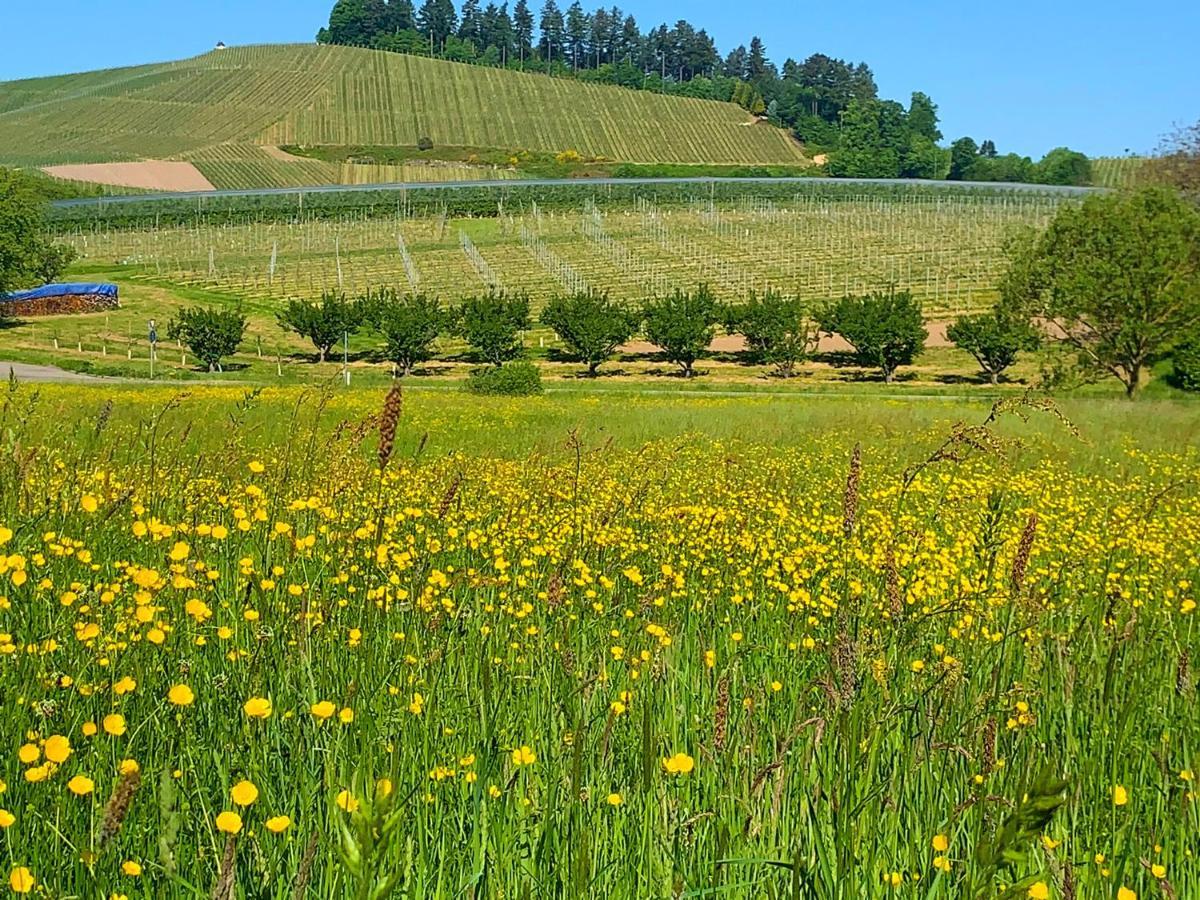Winzerhof Maennle Daire Oberkirch  Dış mekan fotoğraf